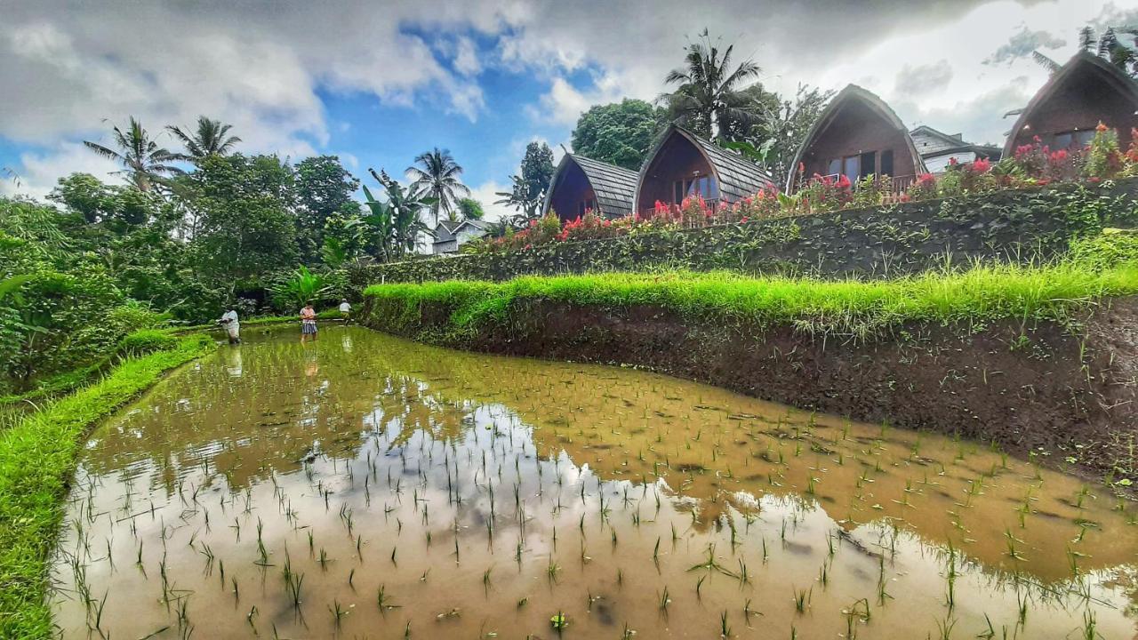 Omah Bapak Ijen Eco House Hotel Licin Eksteriør billede